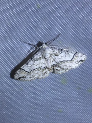 Cleora compectinata