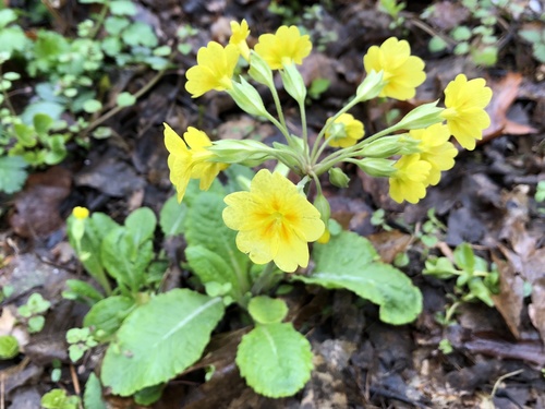 Primula veris