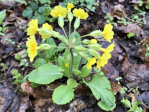 Primula veris