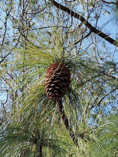 Michoacán pine (Pinus devoniana)