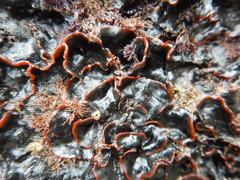 Watersipora subtorquata