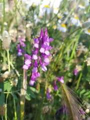 Vicia villosa