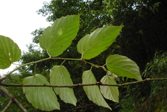 Rubus kawakamii