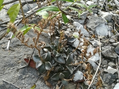 Lenophyllum guttatum