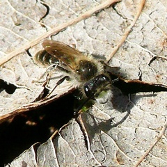 Andrena ventralis