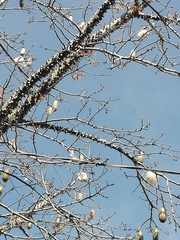 Ceiba speciosa