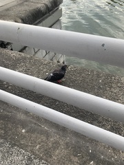 Columba livia domestica