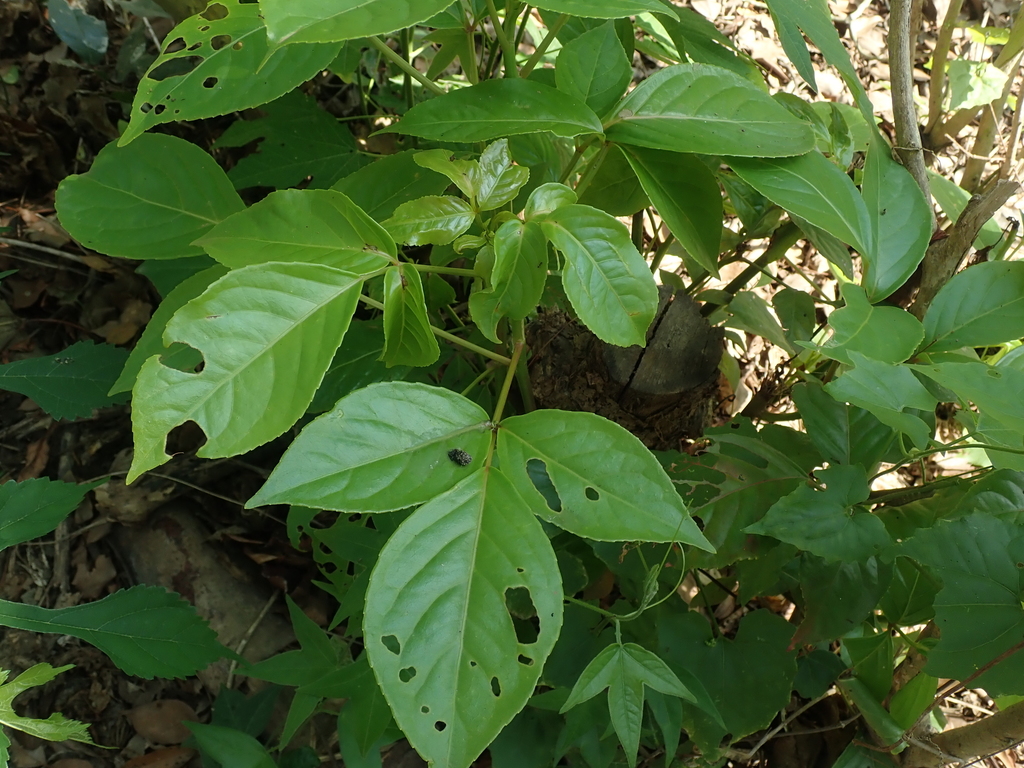 Bischofieae