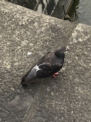 Columba livia domestica