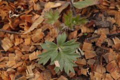 Pulsatilla halleri styriaca