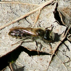 Andrena ventralis