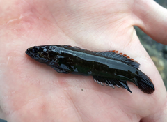 Acanthoclinus fuscus