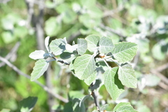 Populus alba