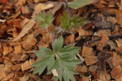 Pulsatilla halleri styriaca