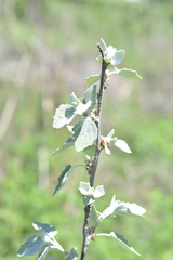 Populus alba