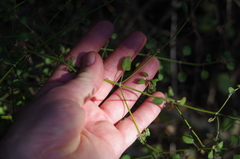 Teucrium parvifolium