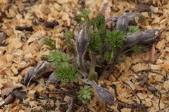 Pulsatilla campanella
