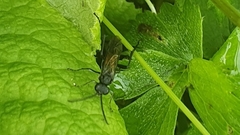 Macrophya annulata
