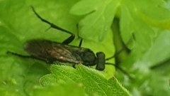 Macrophya annulata