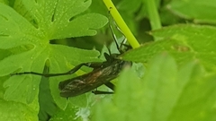 Macrophya annulata
