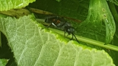 Macrophya annulata