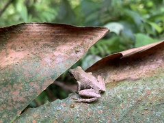 Kurixalus idiootocus