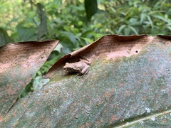 Kurixalus idiootocus