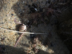 Nassarius perpinguis