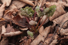 Callianthemum sajanense