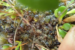 Anoteropsis litoralis