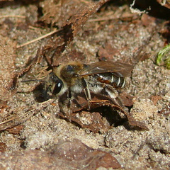 Andrena ventralis