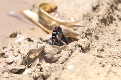 Lelecella limenitoides