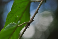 Rubus kawakamii