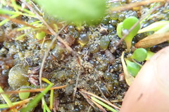 Anoteropsis litoralis