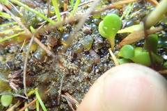 Anoteropsis litoralis