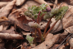 Callianthemum sajanense