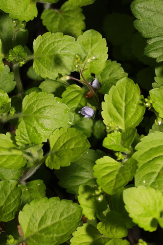 Wood Speedwell