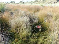 Anoteropsis litoralis