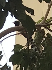 Urocissa erythroryncha