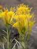 Rubber Rabbitbrush - Photo (c) Matt Lavin, some rights reserved (CC BY-SA)
