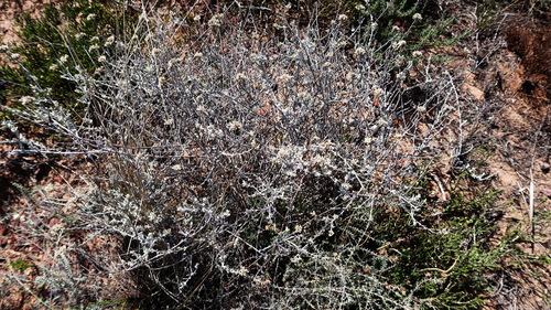Image of Helichrysum zeyheri by no rights reserved