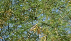 Xylocopa californica arizonensis