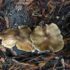 Caulorhiza umbonata image