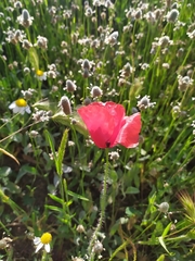 Papaver rhoeas