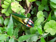 Campsosternus watanabei