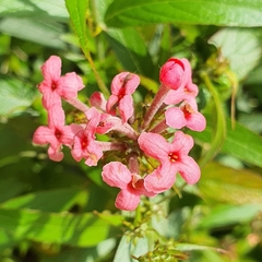 Arachnothryx leucophylla