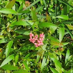 Arachnothryx leucophylla