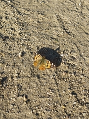 Vanessa cardui