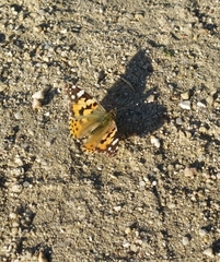 Vanessa cardui