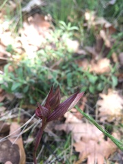 Bilamellaria